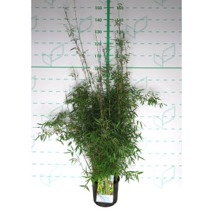 Fargesia angustissima 5L 8-12 50/70