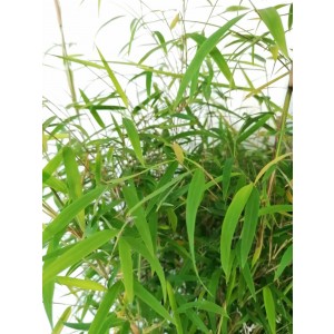Fargesia angustissima 35L Deco 20-30 170/220