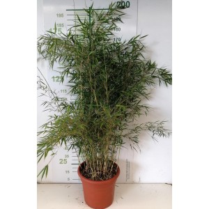 Fargesia robusta "Campbell" 35L Deco 18-20 170/220