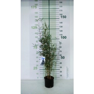 Fargesia robusta "Campbell" 5L 8-12 80/100