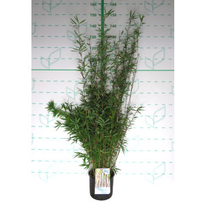 Fargesia nitida "Black Pearl" 5L 10-12 70/90