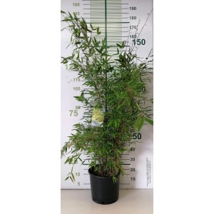 Fargesia nitida "Viking" 15L 110/120