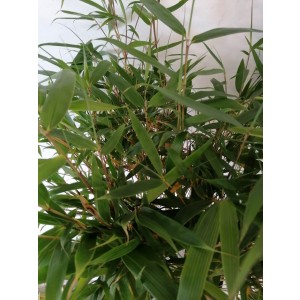 Fargesia robusta "Pingwu" 5L 8-12 50/70