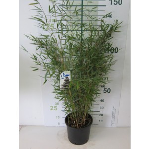 Fargesia robusta "Campbell" 15L 8-12 130/150