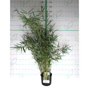 Fargesia robusta "Campbell" 5L 8-12 80/100