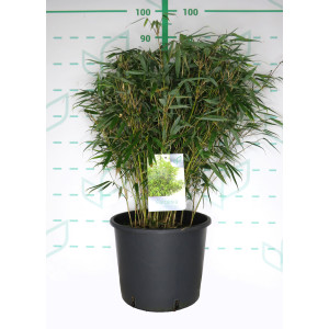 Fargesia robusta "Pingwu" 15L 80/100 Bola