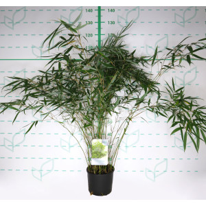 Fargesia robusta "Pingwu" 5L 8-12 70/90