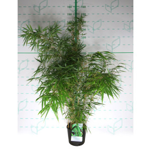 Fargesia rufa 5L 15-20 50/70