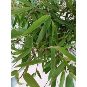 Fargesia rufa 5L 15-20 70/90