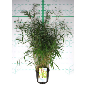 Fargesia scabrida "Asian Wonder" 5L 10-15 70/90