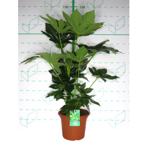 Fatsia japonica 10L Deco 70/80