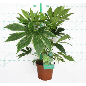 Fatsia japonica "Spider's Web" 3L 40/50