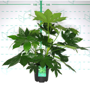 Fatsia japonica 5L 50/60