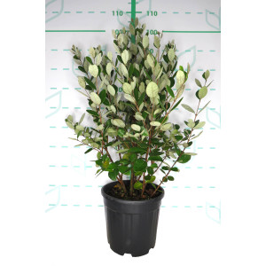 Feijoa sellowiana 10L 70/80