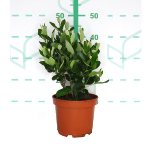 Feijoa sellowiana 3L 30/40