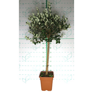 Feijoa sp 14L Cuadrada Ht 60/70