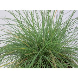 Festuca glauca 2.5L R/C 10/20