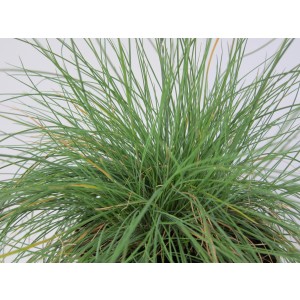 Festuca glauca M11 10/15