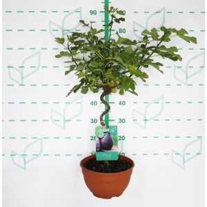 Ficus carica 5L Tarrina Espiral Ht 30 55/65