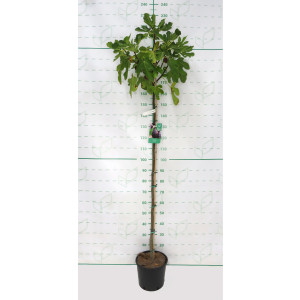 Ficus carica "Brown Turkey" 10L 150/170