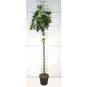 Ficus carica "Dalmatie" 10L 150/170 Ø 4-6
