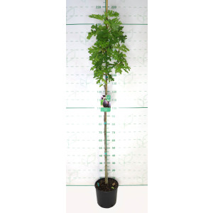 Ficus carica "Ice Cristal" 10L 130/150 Ø4-6