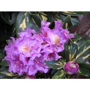 Rhododendron hibrido 3L 20/30