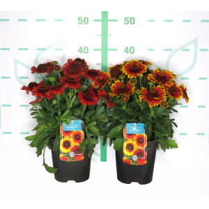 Gaillardia aristata 2L R/C 20/25