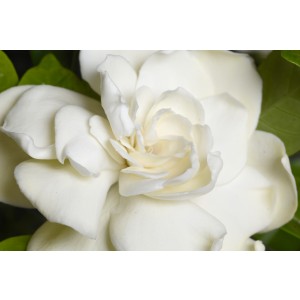 Gardenia jasminoides 10L 20/30