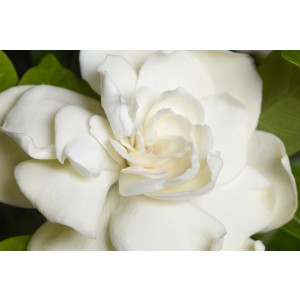 Gardenia jasminoides 10L 40/50