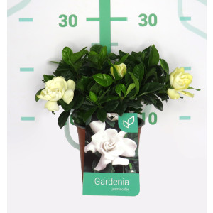 Gardenia jasminoides 1.3L 15/20