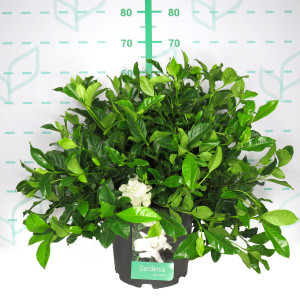 Gardenia jasminoides 10L 40/50