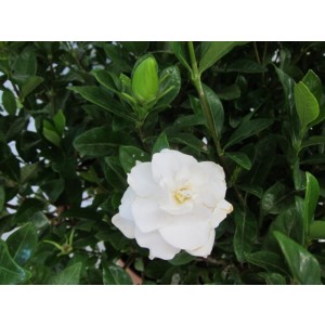 Gardenia jasminoides 10L 80 Pirámide 