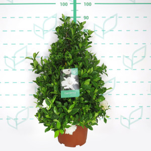 Gardenia jasminoides 10L 80 Pirámide 