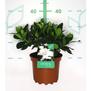 Gardenia jasminoides 3L 15/20 