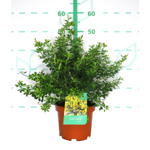 Genista "Porlock" 3L 20/30