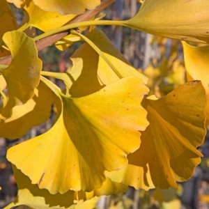 Ginkgo biloba "Menhir" 10L 130/150