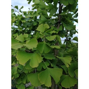 Ginkgo biloba 10L 150/170