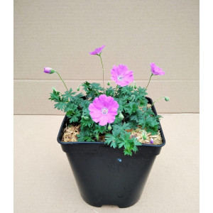 Geranium sanguineum "Max Frei" 2L R/C 0/10