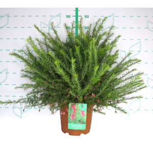 Grevillea "Clearview David" 10L 40/50