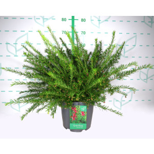 Grevillea "Clearview David" 10L 40/50