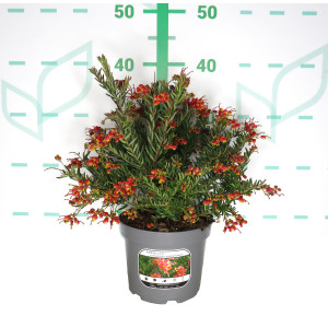 Grevillea "Fireworks" ® 2L