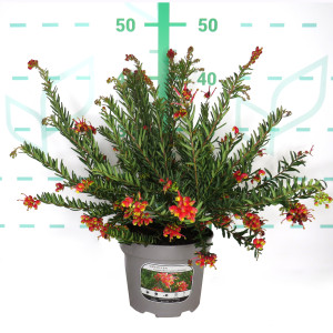 Grevillea "Fireworks" MMEA ® 2L 20/25 DAPS