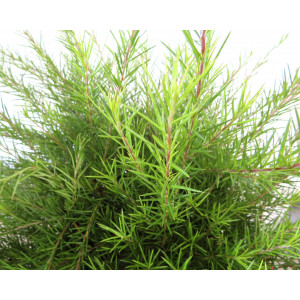 Grevillea juniperina 10L 30/40