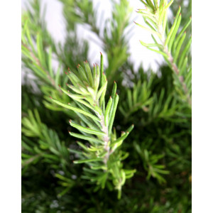 Grevillea juniperina 2L 20/25