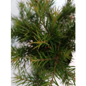 Grevillea juniperina 2L 15/20 DP 15/20