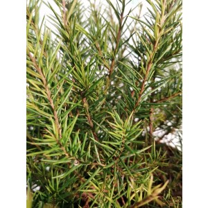 Grevillea juniperina 5L Deco 20/30 DP 30/40