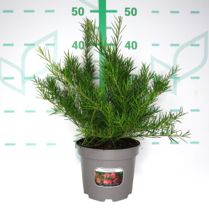 Grevillea juniperina 2L 20/25