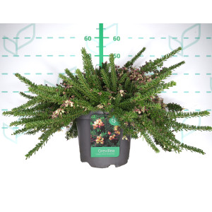 Grevillea lanigera "Mount Tamboritha" 10L 20/30 DP 40/50