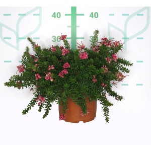 Grevillea lanigera "Mount Tamboritha" 5L 10/15 DP 30/35